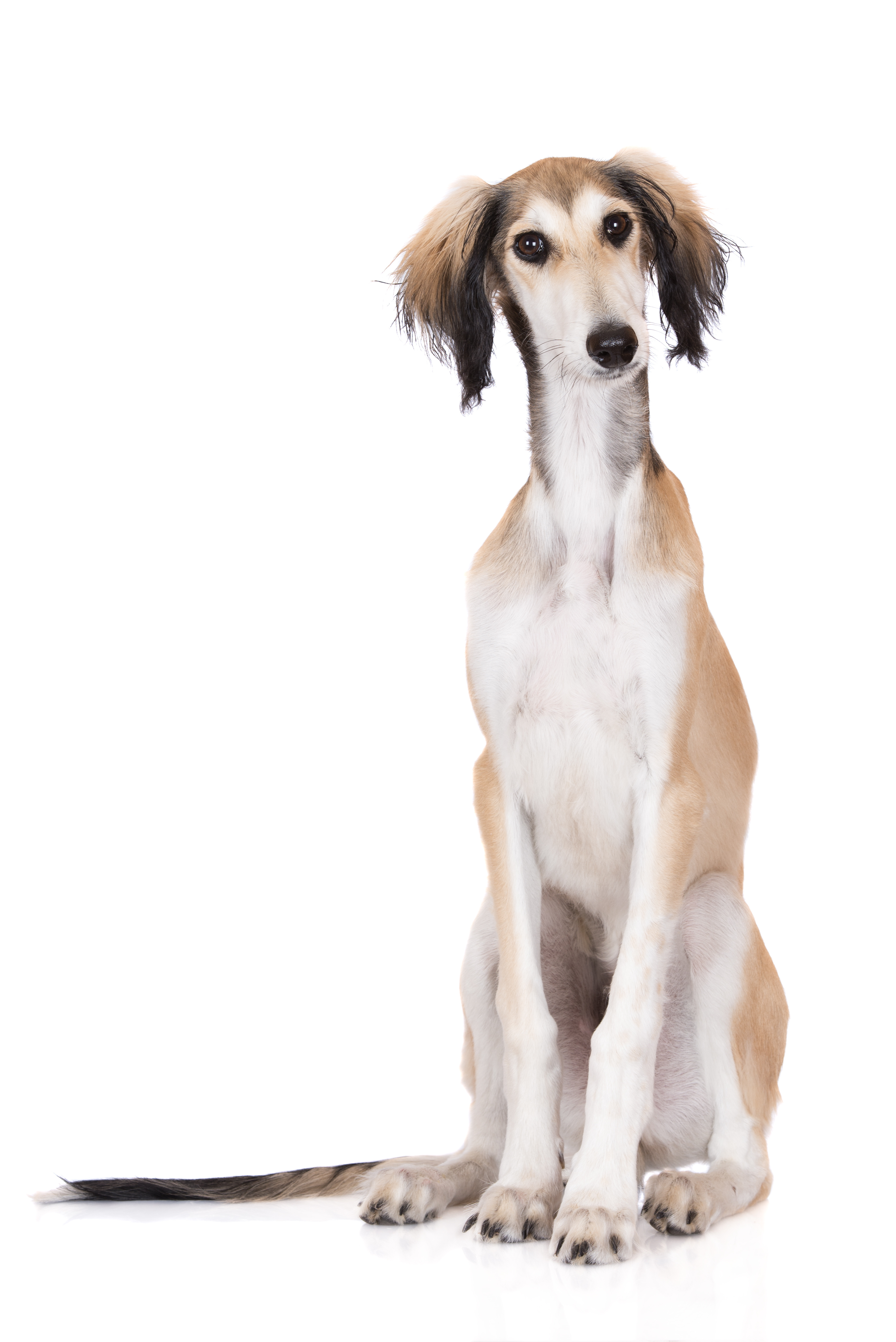 Light colored saluki dog sitting down
